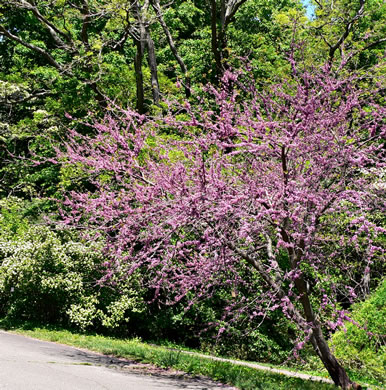 image of Cercis canadensis var. canadensis, Eastern Redbud, Judas Tree