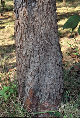 image of Cercis canadensis, Eastern Redbud, Judas Tree