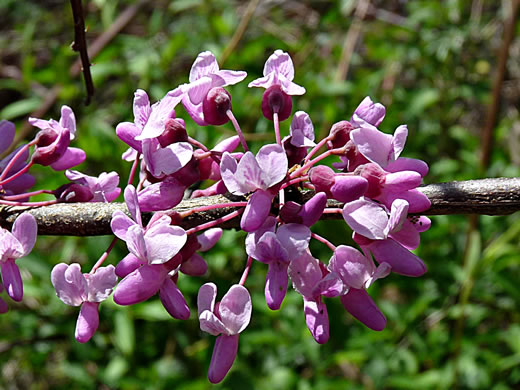 image of Cercis canadensis var. canadensis, Eastern Redbud, Judas Tree