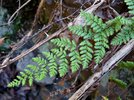 image of Myriopteris lanosa, Hairy Lipfern