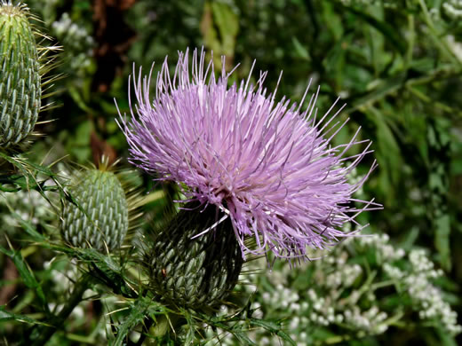 image of Cirsium discolor, Field Thistle