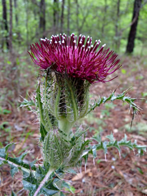 image of Cirsium horridulum var. horridulum, Common Yellow Thistle, Purple Thistle, Bristle Thistle, Horrid Thistle