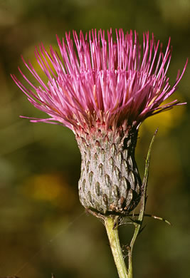 Cirsium muticum, Swamp Thistle