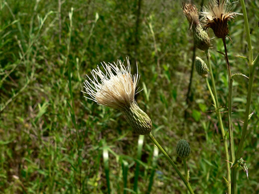 image of Cirsium nuttallii, Coastal Tall Thistle, Nuttall's Thistle