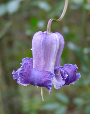 sepals or bracts of Clematis crispa, Southern Leatherflower, Marsh Clematis, Swamp Leatherflower, Blue Jasmine