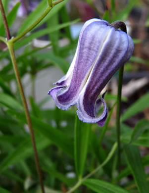 image of Clematis socialis, Alabama Leatherflower