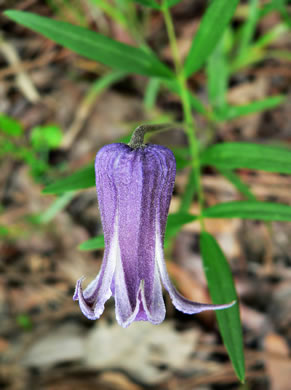 image of Clematis socialis, Alabama Leatherflower