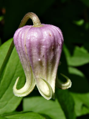 image of Clematis species 8, Ware's Leatherflower, Coosa Leatherflower