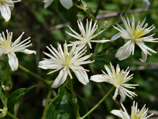 image of Clematis virginiana, Virgin's Bower