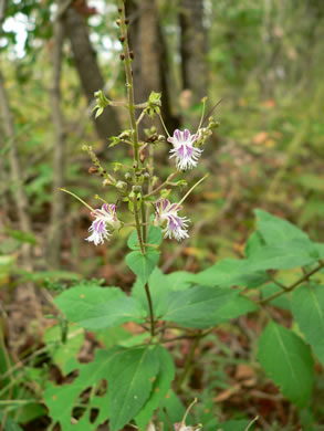 image of Collinsonia tuberosa, Tuberous Horsebalm, Stoneroot, Deepwoods Horsebalm