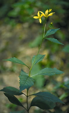 image of Coreopsis latifolia, Broadleaf Coreopsis, Broadleaf Tickseed