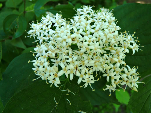 image of Swida amomum, Silky Dogwood, Bush Dogwood, Silky Cornel