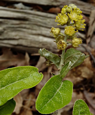 image of Croton alabamensis var. alabamensis, Alabama Croton