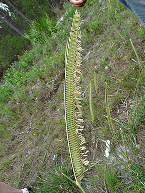 image of Ctenium floridanum, Florida Toothache Grass, Florida orangegrass