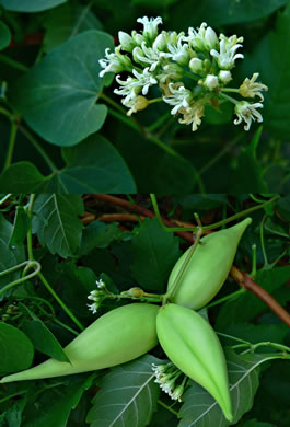 image of Cynanchum laeve, Bluevine, Sandvine, Honeyvine