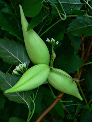 image of Cynanchum laeve, Bluevine, Sandvine, Honeyvine