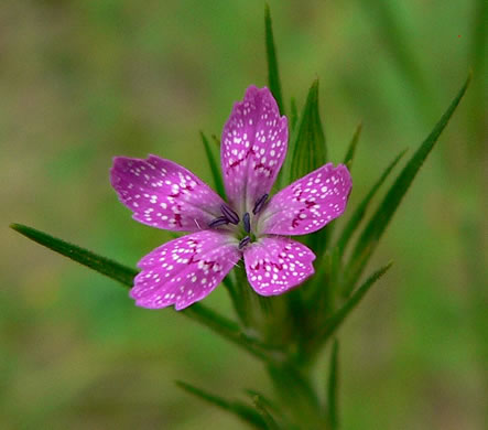 image of Dianthus armeria ssp. armeria, Deptford Pink