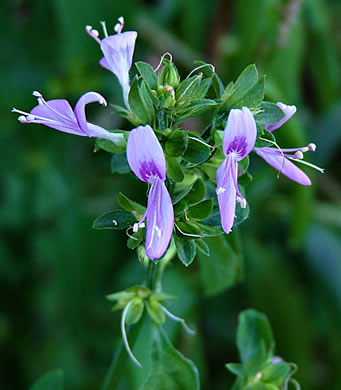 image of Dicliptera brachiata, Branched Foldwing, Dicliptera