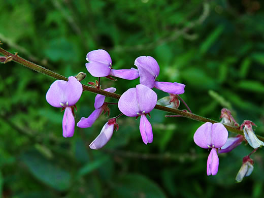 image of Desmodium canescens, Hoary Tick-trefoil