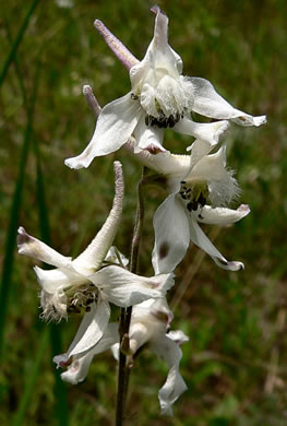 sepals or bracts of Delphinium carolinianum ssp. calciphilum, Glade Larkspur