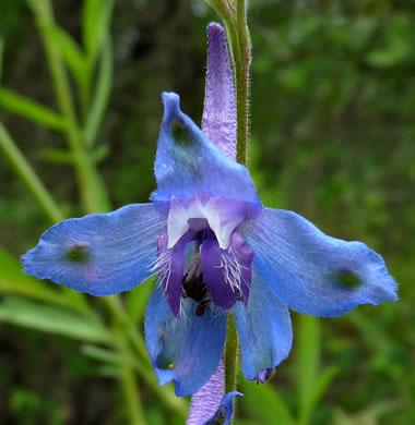 flower of Delphinium carolinianum ssp. carolinianum, Prairie Larkspur, Carolina Larkspur, Blue Larkspur