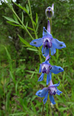 image of Delphinium carolinianum ssp. carolinianum, Prairie Larkspur, Carolina Larkspur, Blue Larkspur