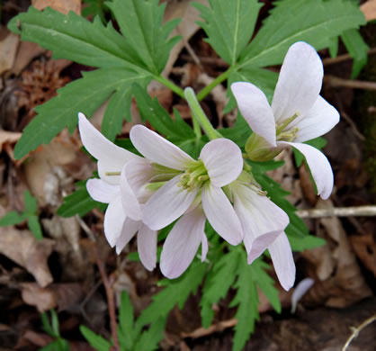 image of Cardamine concatenata, Cutleaf Toothwort