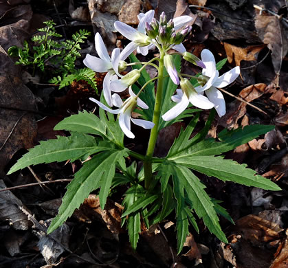 image of Cardamine concatenata, Cutleaf Toothwort