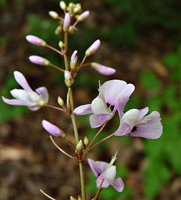 image of Hylodesmum nudiflorum, Naked Tick-trefoil, Naked-flowered Tick Trefoil, Woodland Tick-trefoil