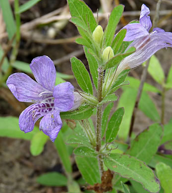 image of Dyschoriste oblongifolia, Blue Twinflower, Pineland Dyschoriste, Oblong Twinflower