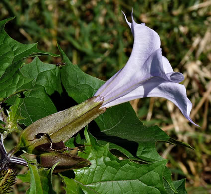 image of Datura stramonium, Jimsonweed, Thornapple, Stramonium