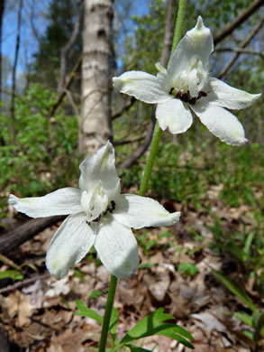 image of Delphinium tricorne, Dwarf Larkspur