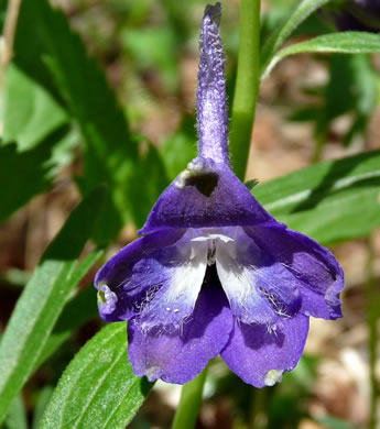 image of Delphinium tricorne, Dwarf Larkspur