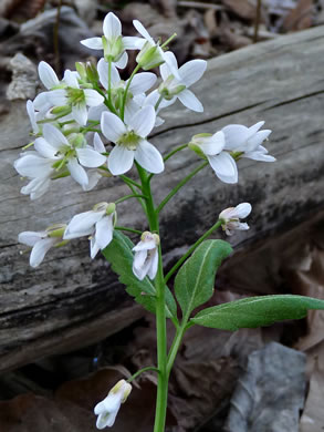 flower of Cardamine diphylla, Broadleaf Toothwort, Crinkleroot, Pepperroot, Two-leaved Toothwort