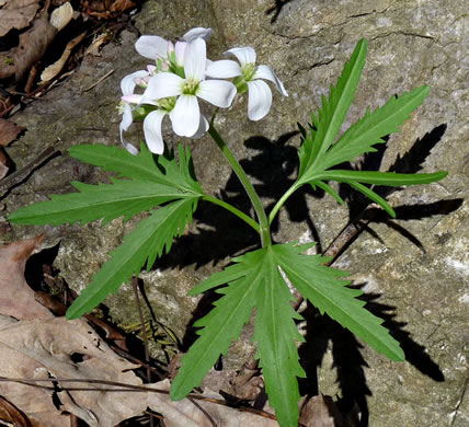 image of Cardamine concatenata, Cutleaf Toothwort