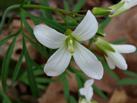 image of Cardamine dissecta, Dissected Toothwort, Fineleaf Toothwort, Forkleaf Toothwort