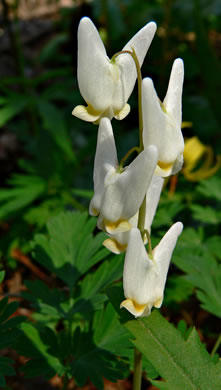 Dicentra cucullaria, Dutchman's Britches