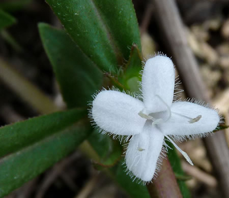 image of Diodia virginiana, Virginia Buttonweed, Large Buttonweed