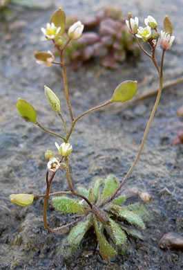 leaf or frond of Draba verna, Whitlow-grass, Spring Draba