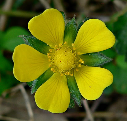 flower of Potentilla indica, Indian Strawberry, Mock Strawberry