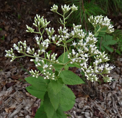 image of Eupatorium pubescens, Inland Roundleaf Eupatorium, Hairy Thoroughwort