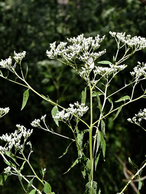 image of Eupatorium serotinum, Late-flowering Boneset, Late-flowering Thoroughwort, Late Eupatorium, Late Boneset