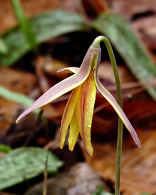 image of Erythronium umbilicatum ssp. umbilicatum, Dimpled Trout Lily, Dogtooth Violet