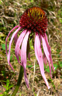 image of Echinacea simulata, Prairie Purple Coneflower, Wavyleaf Purple Coneflower, Glade Coneflower