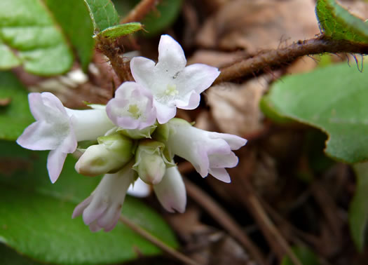 image of Epigaea repens, Trailing Arbutus, Mayflower