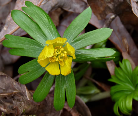 image of Eranthis hyemalis, Winter-aconite