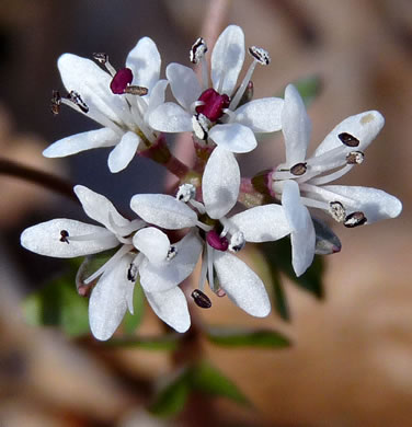 flower of Erigenia bulbosa, Harbinger-of-Spring, Pepper-and-Salt, Erigenia