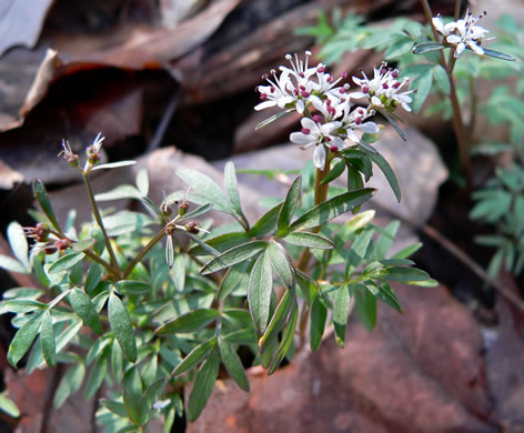 image of Erigenia bulbosa, Harbinger-of-Spring, Pepper-and-Salt, Erigenia