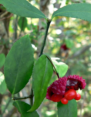 image of Euonymus americanus, Hearts-a-bustin', Strawberry-bush