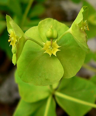 image of Euphorbia commutata, Woodland Spurge, Tinted Spurge, Wood Spurge